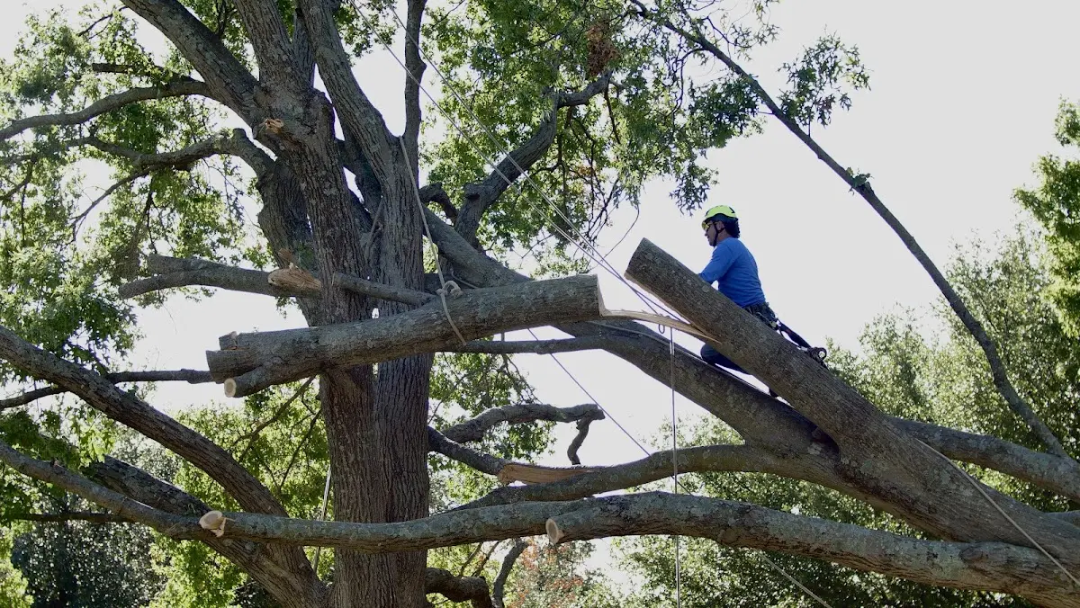 Professional Hazardous Tree Removal performed by certified arborists in Pepin