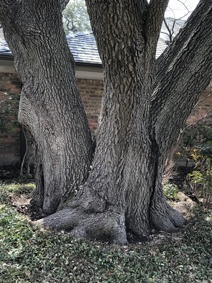 Mature heritage tree close to a Pepin property cared for by certified arborists